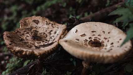 A white mushroom with brownish background