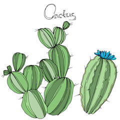 Vector Cactus. Floral botanical flower. Green engraved ink art. Isolated cacti illustration element.