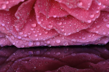Delicate velvet petals of a summer rose in raindrops on a glass with pink reflection
