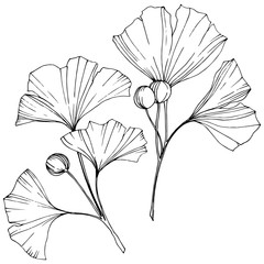Obraz premium Vector. Ginkgo leaf. Plant botanical garden. Isolated ginkgo illustration element on white background.