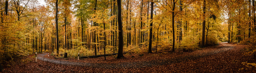 road curve through a forest in autumn