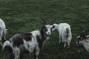 Goat with long horns and hair