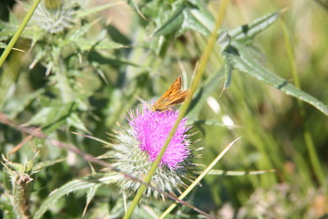 moth on flower