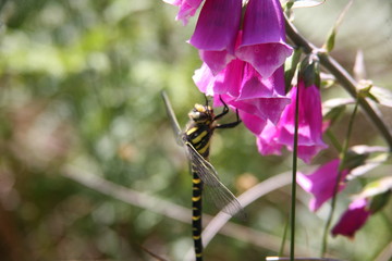 dragonfly gathering nectar