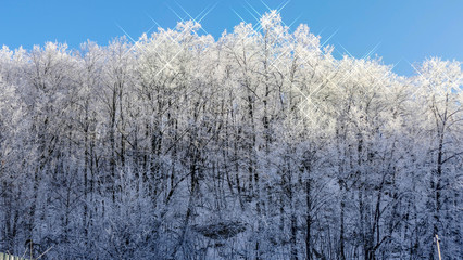 Trees with snow in winter park