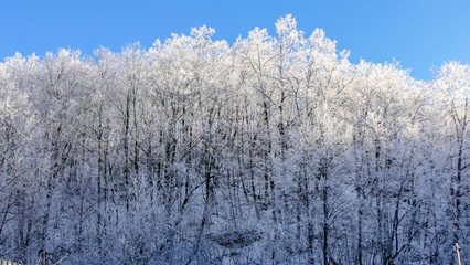 Russian winter landscape with white birch trees