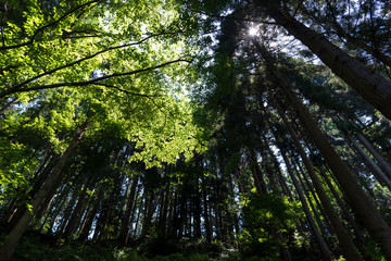 Obraz premium 新緑の森イメージ