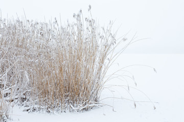 Reedbed in the snowy landscape