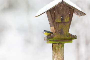 Blue tits sitting on a bird feeding
