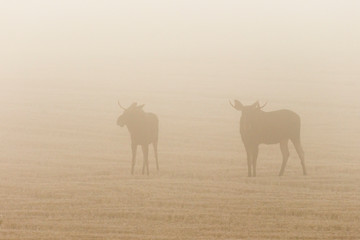Two bull moose in a stubble field in a misty morning