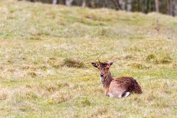 Fallow deer lying down on the grass meadow and looking in to the camera