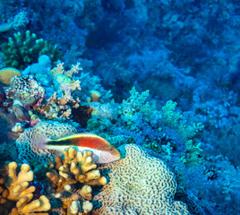 Freckled Hawkfish, Red Sea, Egypt