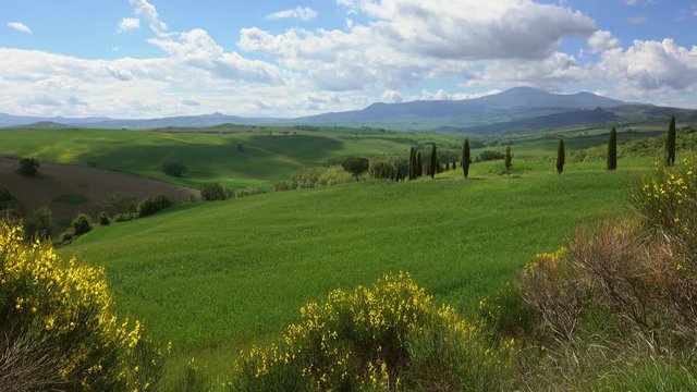 Tuscany hills landscape with yellow flowers on foreground, Italy, 4k