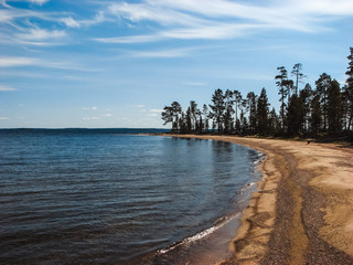 The sandy shore and coniferous forest on the river bank