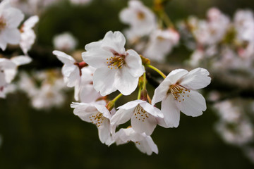 Prunus Serrulata Var. Spontanea