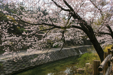 Cherry Blossom - North Side