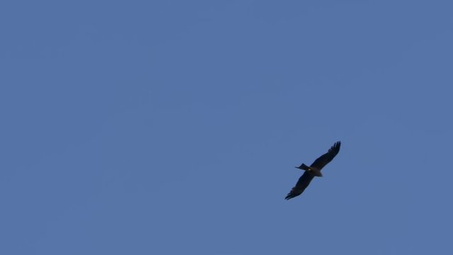 A buzzard flying in a blu sky