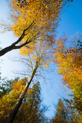 Buntes Blätterdach. Baumkronen mit herbstlichem Laub. Goldener Oktober.