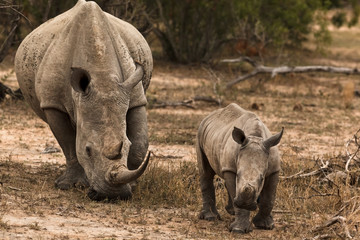 Mother and Baby Rhino © Mickan