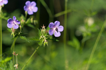 purple flower