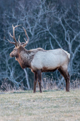 Bull Elk – Photographed in Elk State Park, Elk County, Benezette, Pennsylvania