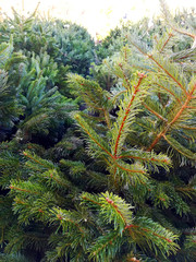 Close Up of Conifer Christmas Trees