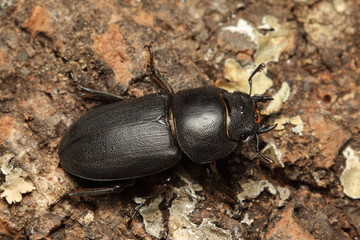 Lesser stag beetle on a close up horizontal picture. A common European species inhabiting mainly oak forests.
