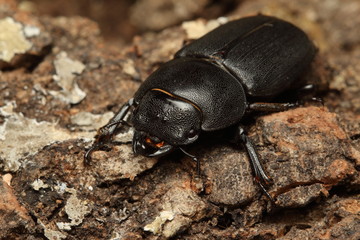 Lesser stag beetle on a close up horizontal picture. A common European species inhabiting mainly oak forests.