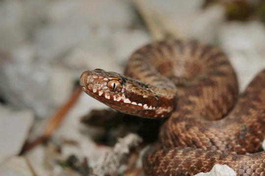 Portrait of the common european adder female. A close up horizontal picture of the venomous snake species in its natural habitat.