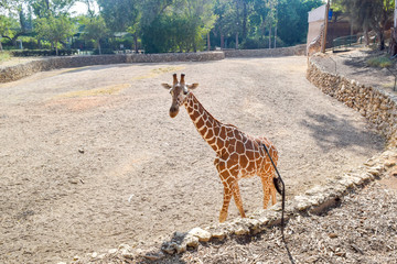 giraffe in zoo