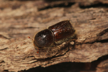 European spruce bark beetle sitting on a piece of bark. A common forest pest species occurring mostly in Europe and Asia on a close up picture.