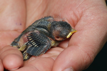 Chich of the great tit which fallen from the nest. A tiny bird species common in Europe. Abandoned youngster in breeding season, lying on a humans hand.