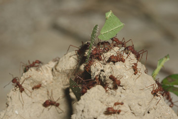 Leafcutter ants on a close up horizontal picture in its natural habitat. An exotic species from South American jungle which plants fungi on leaf cuts in its nest.