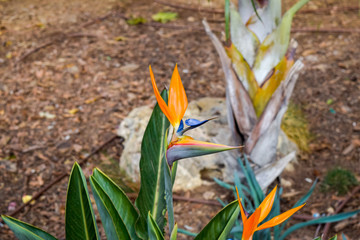 Obraz premium Orange flower