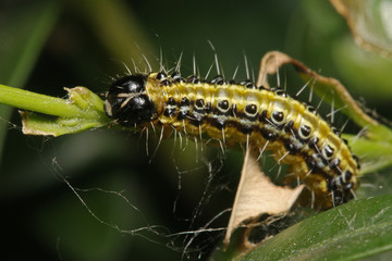 Caterpillar of the Box tree moth, a species common in Asia, but alien and invasive in Europe on Buxus plants. 