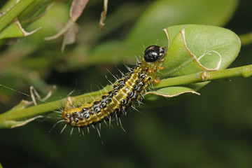 Caterpillar of the Box tree moth, a species common in Asia, but alien and invasive in Europe on Buxus plants. 