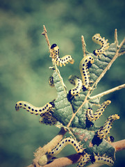 Viele Raupen fressen eine Pflanze kahl