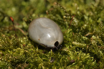 Large female of the tick with belly full of blood walking on the moss. A common European parasite attacking also humans in its natural habitat on a horizontal picture and green background.