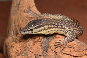 Newly hatched Spiny-tailed monitor, also known as the ridge-tailed monitor or Ackies dwarf monitor. A rare Australian reptile which has spiny tail and is sometimes bred in captivity as a pet.