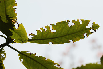 Leaves damaged by a black vine weevil, a common garden pest insect species occurring in Europe on a horizontal picture. 