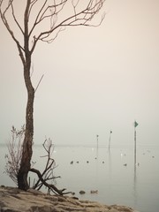 Kahler Baum am Bodenseeufer mit Seezeichen auf dem Wasser