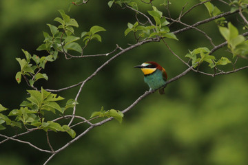 European bee-eaters on a close up vertical picture in their natural habitat. A rare colorful bird species which hunts insects sitting on a branch.