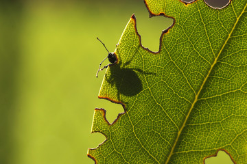 Black vine weevil hiding behind a leaf with gnawed margins. A common garden pest insect species in its natural habitat on a close up horizontal picture.