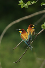 European bee-eaters on a close up vertical picture in their natural habitat. A rare colorful bird species which hunts insects sitting on a branch.