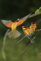 Fototapeta premium European bee-eaters on a close up vertical picture in their natural habitat. A rare colorful bird species which hunts insects sitting on a branch.