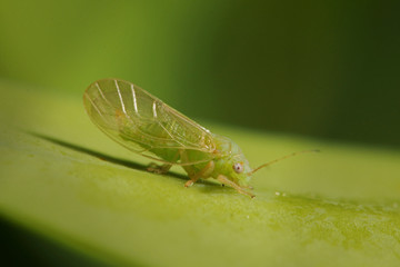 Jumping plant louse sitting on a boxwood leaf. A common garden pest species on a close up horizontal picture. 