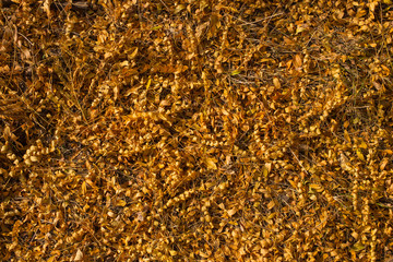 Field of fallen yellow leaves. Autumn carpet. Trees threw off foliage.  Autumn landscape. Honey locust (Gleditsia triacanthos), thorny locust.