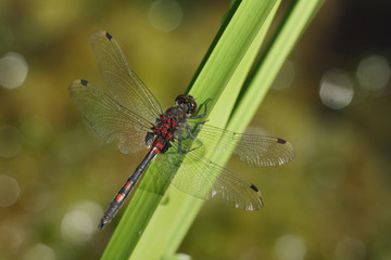 Female of the white-faced darter (or small whiteface) dragonfly sitting on a vegetation close to...