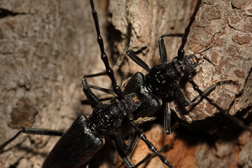 Couple of great capricorn beetles mating on the oak bark. An endangered European species on a horizontal close up picture in its natural habitat.