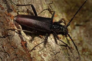 Female of a great capricorn beetle sitting on the oak bark. An endangered European species on a horizontal close up picture in its natural habitat.